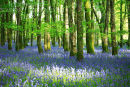 Bluebell  Woods. Dereen. Co. Roscommon