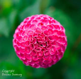 Dahlia