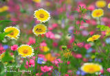 Wildflower Garden
