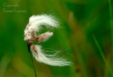 Bog Cotton