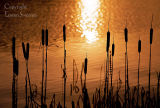 Bullrushes