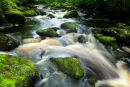 Moss  covered rocks on the Claddagh River. Co. Fermanagh