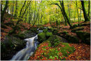 Autumn .Cloughlea. Co. Wicklow. Ireland
