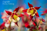 Columbine Red and Yellow