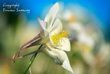 Columbine