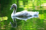Cygnet