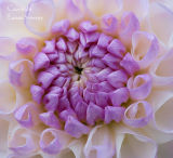Dahlia  3