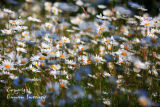 Daisies