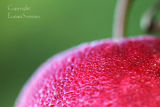 Dew on Apple
