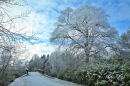 Drummonds  Bridge. Lough Key Forest Park. Co. Roscommon