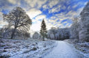 Winter,s  morning . Lough Key Forest Park. Co. Roscommon . Ireland.