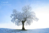 Frozen Tree