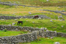 Horses  grazing  in  stone walled fields. Co. Donegal