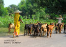  The  goat  herder .  Rajistan. India