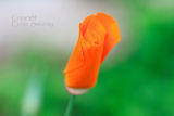 California  Poppy