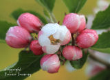Apple  Blossom