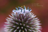 Allium 2