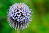 Allium  4