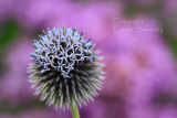 Allium 5