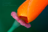 California  Poppy 2