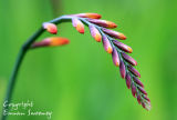 Montbretia