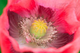 Papaver ( Poppy )