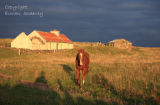 Late  evening.