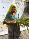 Farmers Wife. Rajistan. India