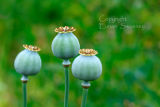 Poppy  Heads