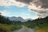 Tawnyard Forest. Sheffrey Mountains. Co. Mayo