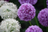 Allium  Mixed