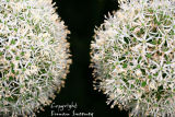 Alliums  Close up