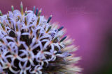 Allium
