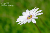 Blossom