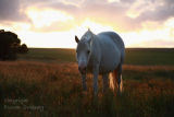 Backlit Horse. Mullaghmore. Co. Sligo