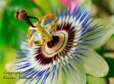 Passion Flower