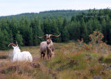 Goats Maam Cross. Ireland