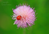 Ladybird on Thistle