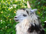 Llama