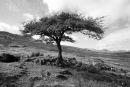 Lone  Hawthorn. Connemara. Co. Mayo. Ireland