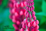 Lupins