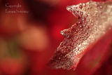 Maple Leaf