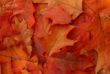 Maple  Leaves