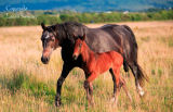 Mare  and  foal