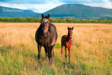 Horse and Foal 2