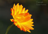 Marigold