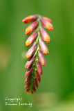 Montbretia  2