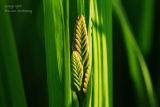 Montbretia  3