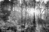 Morning Frost