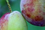Plums